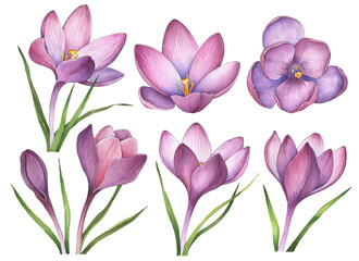 Watercolor crocuses isolated on a white background. Set of spring flowers, hand drawn floral illustration for greeting cards and invitations.