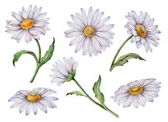 Set of watercolor daisy, hand painted floral illustration, white flowers isolated on a white background.