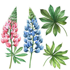 Watercolor lupine set, hand drawn floral illustration, pink and blue flowers isolated on a white background.