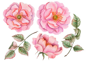 Watercolor set of rosehip flowers, hand drawn illustration of wild roses and leaves isolated on white background.
