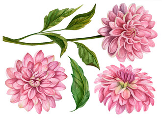 Watercolor set of dahlia flowers, hand drawn floral illustration, botanical elements isolated on white background.