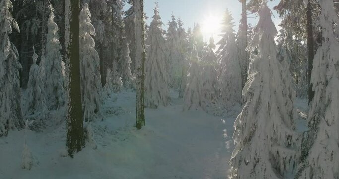 Aerial: Drone Forward Beautiful View Of Snowy Forest Against Sky - Oberhof, Germany