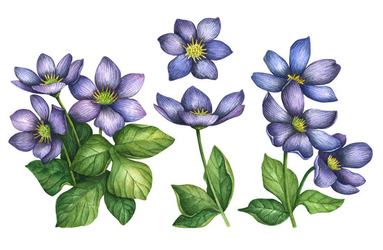 Watercolor hepatica flowers, hand drawn botanical illustration, field blue flowers isolated on white background.