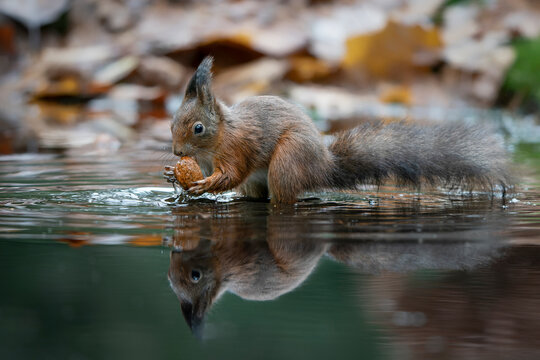 Hungry Red Squirrel (Sciurus vulgaris) eating a walnut in a pool of water in an forest covered with colorful leaves. Autumn day in a deep forest in the Netherlands.                                    