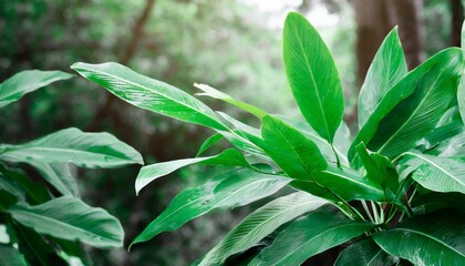 plant leaves green nature tropical forest on background