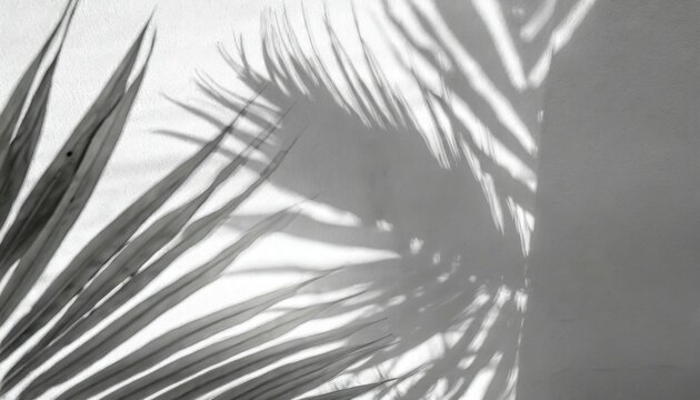 grey shadow of natural palm leaf abstract background falling on white wall texture for background and wallpaper tropical palm leaves foliage shadow overlay effect foliage mockup and design