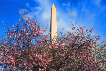 WASHINGTON, DC -25 MAR 2022- View of the Washington Monument obelisk by the Tidal Basin during the cherry blossom season in the nation’s capital.