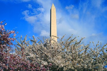 WASHINGTON, DC -25 MAR 2022- View of the Washington Monument obelisk by the Tidal Basin during the cherry blossom season in the nation’s capital.