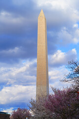 WASHINGTON, DC -25 MAR 2022- View of the Washington Monument obelisk by the Tidal Basin during the cherry blossom season in the nation’s capital.