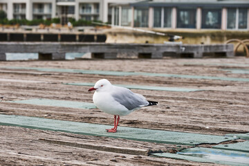 The silver gull (Chroicocephalus novaehollandiae) is the most common gull of Australia. It has been found throughout the continent, but particularly at or near coastal areas.