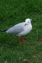The silver gull (Chroicocephalus novaehollandiae) is the most common gull of Australia. It has been found throughout the continent, but particularly at or near coastal areas.