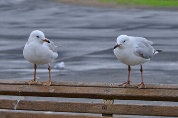 The silver gull (Chroicocephalus novaehollandiae) is the most common gull of Australia. It has been found throughout the continent, but particularly at or near coastal areas.