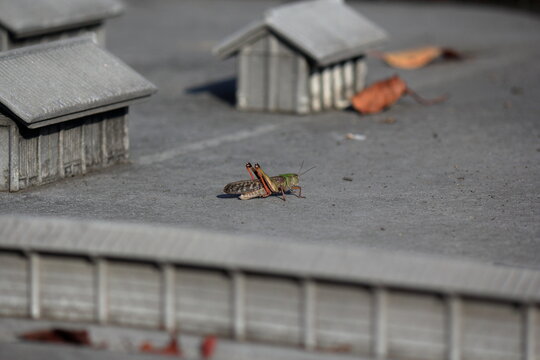 遺跡のミニチュアに偶然飛んできたバッタ - Powered by Adobe