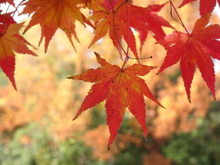 赤く紅葉したもみじのアップ