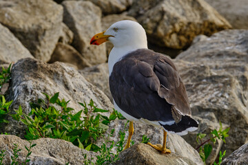 The Pacific gull (Larus pacificus) is a very large gull, native to the coasts of Australia. It is moderately common between Carnarvon in the west, and Sydney in the east, although it has become scarce