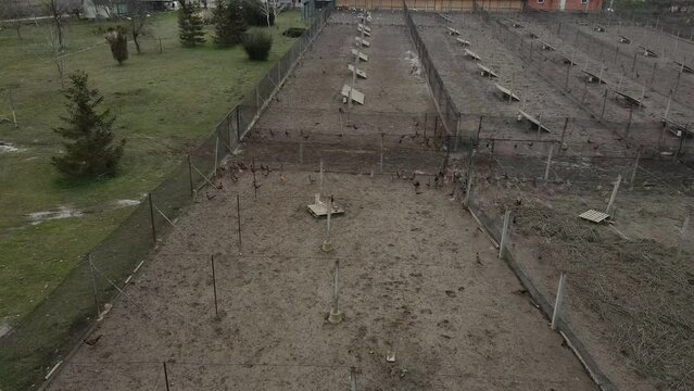 Pheasants run in aviary viewed from above