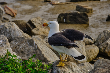 The Pacific gull (Larus pacificus) is a very large gull, native to the coasts of Australia. It is moderately common between Carnarvon in the west, and Sydney in the east, although it has become scarce