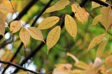 日本の秋の風景、紅葉