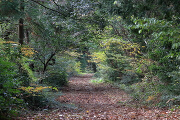 日本の秋の風景、紅葉