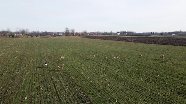 Adorable fawns run through green agricultural field in Ub, Serbia