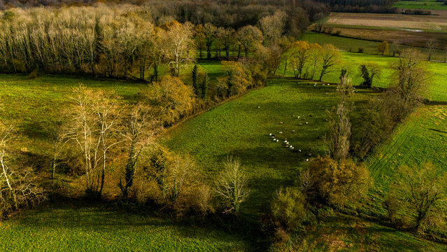 Mouton dans un bocage