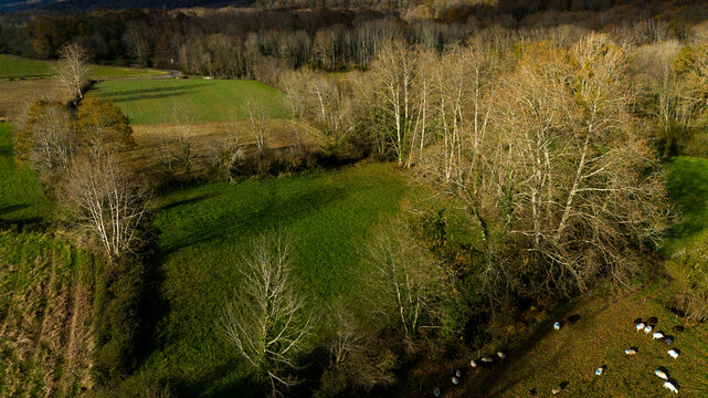 For&ecirc;t de bouleau
