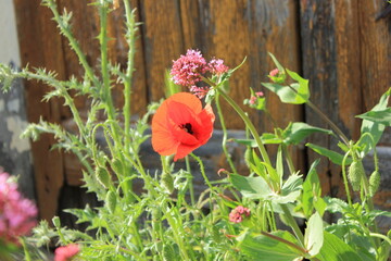 Red poppy