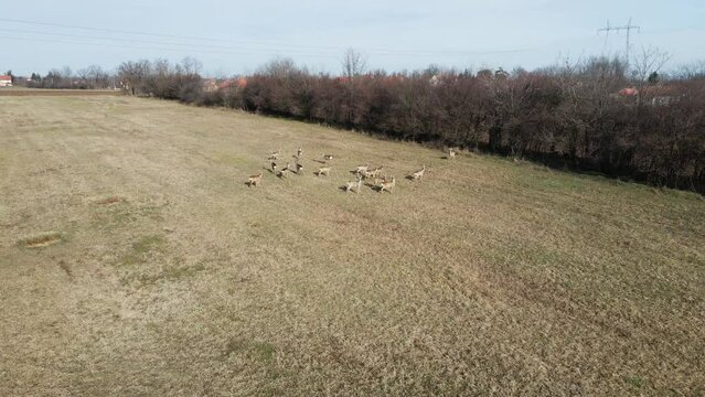Drone flies towards cute herd of deer in field in Ub, Serbia