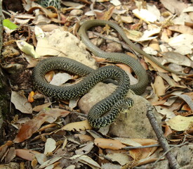 Serpent fighting