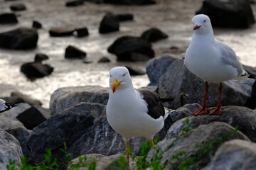 The Pacific gull (Larus pacificus) is a very large gull, native to the coasts of Australia. It is moderately common between Carnarvon in the west, and Sydney in the east, although it has become scarce