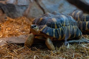 African spurred tortoise (Geochelone sulcata)