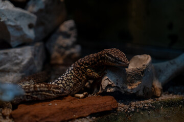 Close up of a lizard in the terrarium. Selective focus.