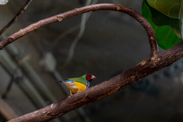 Beautiful colorful bird on a branch wildlife scene from nature.