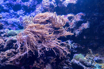 Coral reef in the aquarium. Underwater world. Aquarium