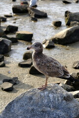 The Pacific gull (Larus pacificus) is a very large gull, native to the coasts of Australia. It is moderately common between Carnarvon in the west, and Sydney in the east, although it has become scarce