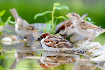  Four house sparrows at the bird water hole. Czechia. 