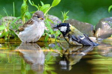 Great tit and young sparrow bathing. Czechia.