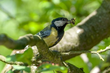 Great tit carries the bee to the young in the nest. Czechia.