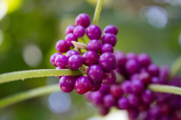 Purple Berry