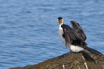 Fototapeta premium Cormorants and shags are medium-to-large birds, with body weight in the range of 0.35–5 kilograms (0.77–11.02 lb) and wing span of 60–100 centimetres (24–39 in). The majority of species have dark feat
