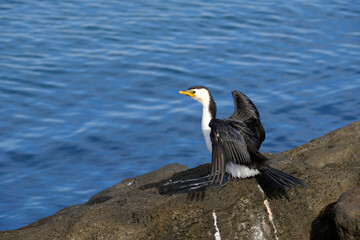 Cormorants and shags are medium-to-large birds, with body weight in the range of 0.35–5 kilograms (0.77–11.02 lb) and wing span of 60–100 centimetres (24–39 in). The majority of species have dark feat