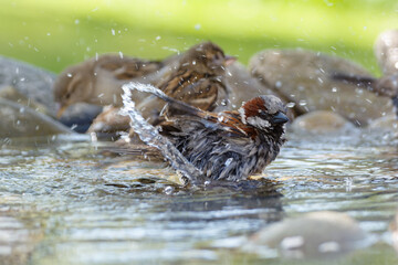 Two house sparrows, couple bathing. They spray water. Czechia. 