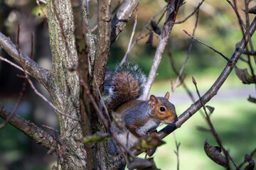 Sciurus carolinensis or grey squirrel in a tree, close up