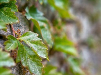 Vineyard background, climbing plant wallpaper, macro photography
