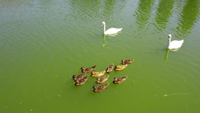 A flock of mallard ducks and swans swimming together on a lake peacefully