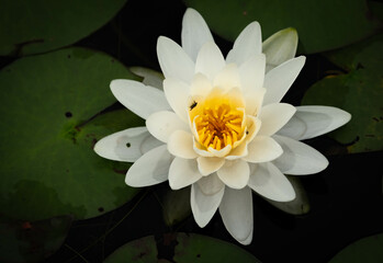 Wetland Beauty