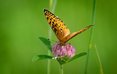 Atlantis Fritillary