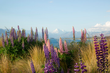 Collection of native grasses and Lupine invasive weeds central south island New Zealand, mount Cook...