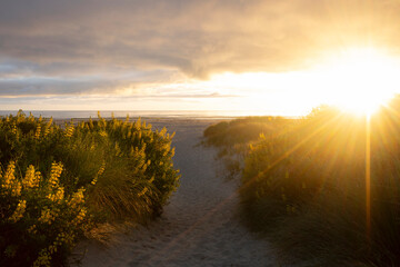 Sunrise at NZ beach with coastal Lupines 