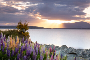 Clouds part for sunset over NZ lake with Lupines